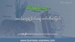 အပင်တွေရဲ့ မိတ်ဆွေ ဗက်တီဗာမြက်
