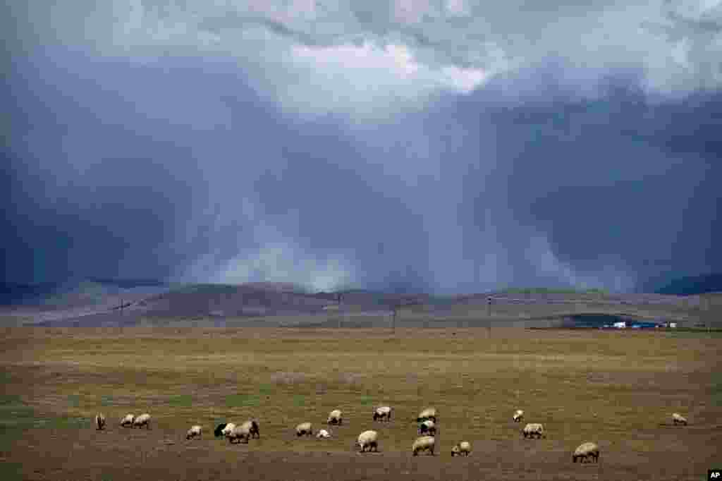 Sheep graze on the Tibetan plateau as the sun illuminates a cloudburst in the distance in Namtso in western China's Tibet Autonomous Region, June 2, 2021.