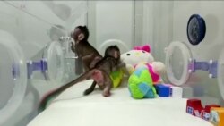 中国科学家成功克隆两只长尾猴