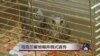 乌克兰餐馆嘲弄俄式宣传