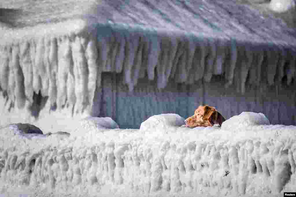 A dog looks over a house covered in ice by the coast at Faxe Bay, south of Copenhagen, Denmark.