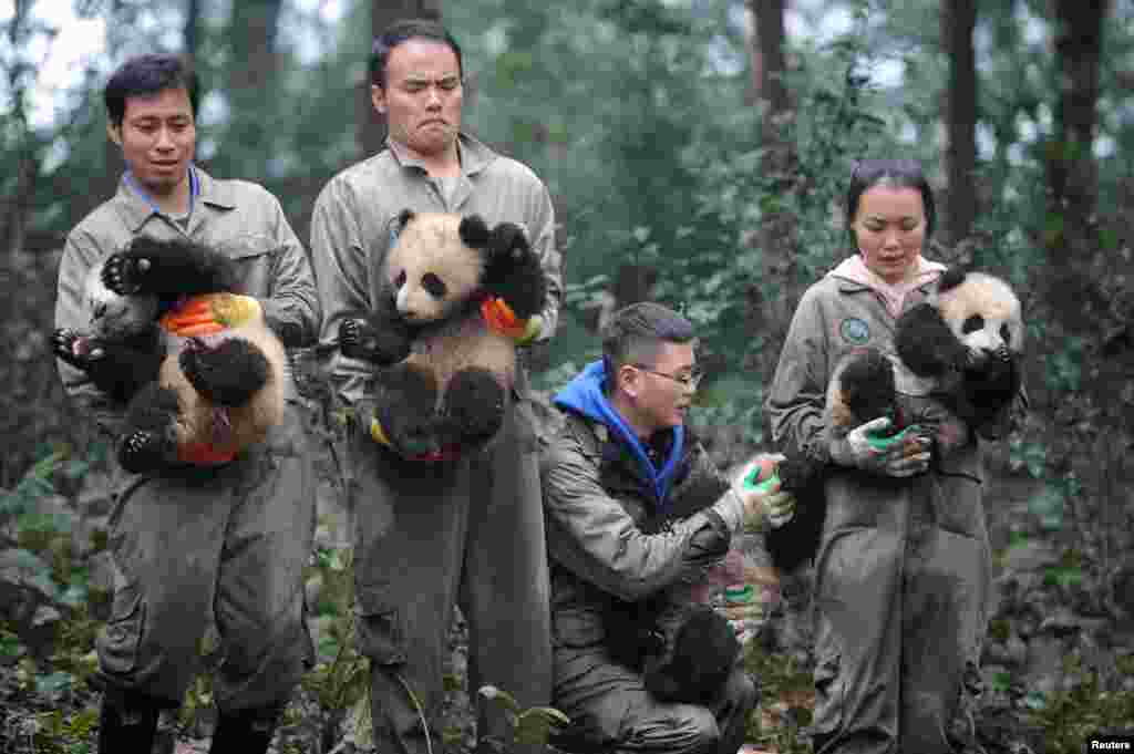 在四川雅安的熊猫研究基地，人们抱着幼小的熊猫给大家拜年