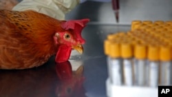 香港防疫人员从活鸡身上取血检查H7N9