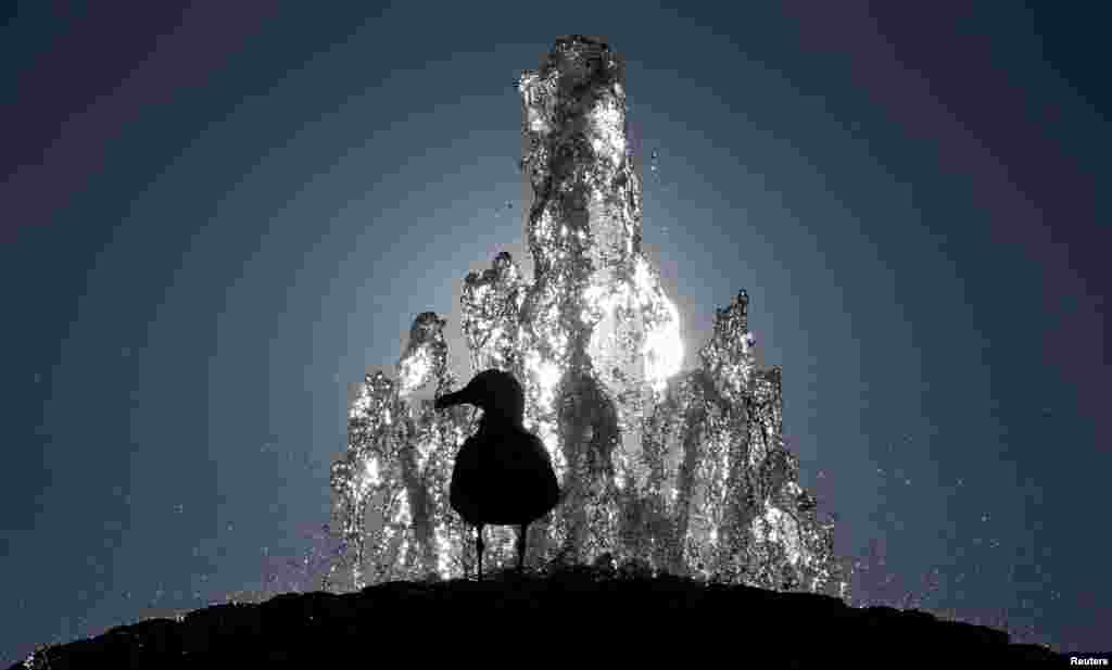 A seagull stands atop a fountain in Saint Peter's Square at the Vatican.
