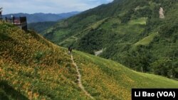 夏天是台东县金针山上鲜花盛开的季节（美国之音记者黎堡摄）
