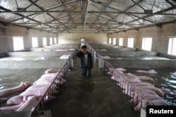 一个农民的养猪场被洪水淹没，他眼看着饲养的6000头猪被淹没不禁哭起来（2016年7月4日）