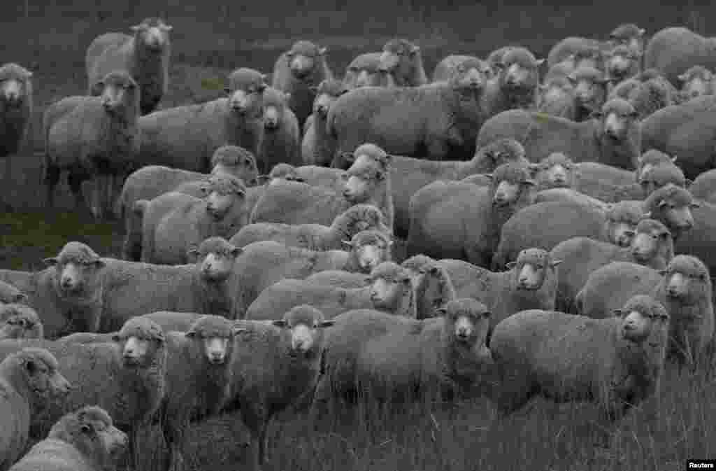 Sheep graze in a field in the village of Divnoye, in Stavropol region, Russia, Feb. 7, 2018.