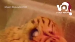 В зоопарку Далласа народилося двоє суматранських тигренят. Відео