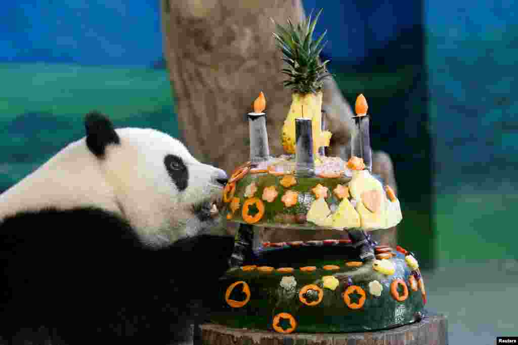 在台湾台北动物园,大熊猫圆仔吃“生日蛋糕”,蛋糕是用冰和水果制作的(2017年7月6日)。圆仔的父母是来自四川的大熊猫“团团”“圆圆”。