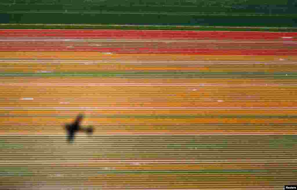 Aerial view of flower fields near the Keukenhof Park, also known as the Garden of Europe, in Lisse, The Netherlands.