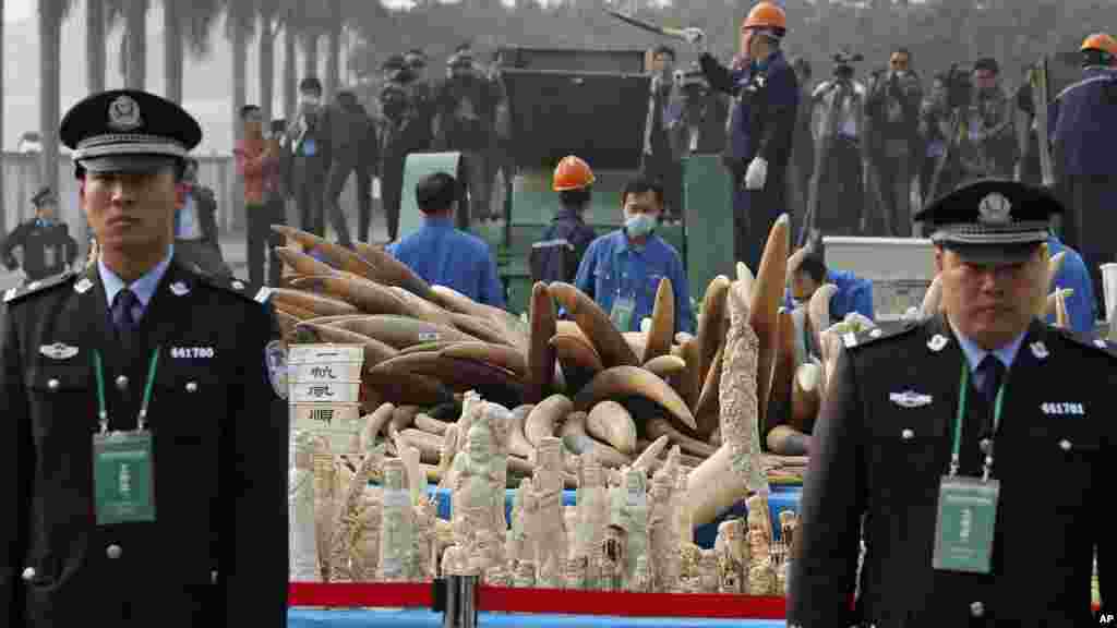 CHINA Customs officers guard six tons of illegal ivory about to be crushed in Dongguan, southern Guangdong province, China Monday, in January, 2014. The move was a global signal that Beijing seeks to discourage comsumers in the world's largest ivory market.