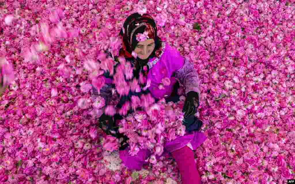 A worker spreads rose petals outside a house in the city of Kelaat Mgouna (or Tighremt NImgunen) in Morocco's central Tinghir Province in the Atlas Mountains.