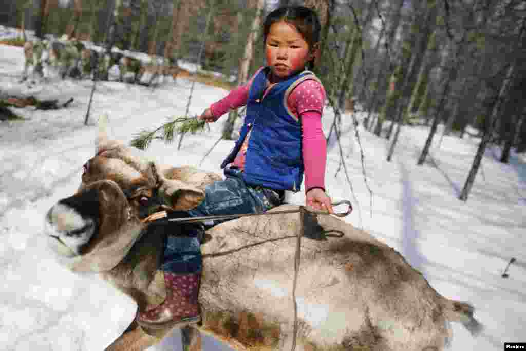 Tsetse, the 6-year-old daughter of Dukha herder Erdenebat Chuluu, rides a reindeer in the forest near the village of Tsagaannuur, Khovsgol aimag, Mongolia, April 18, 2018.