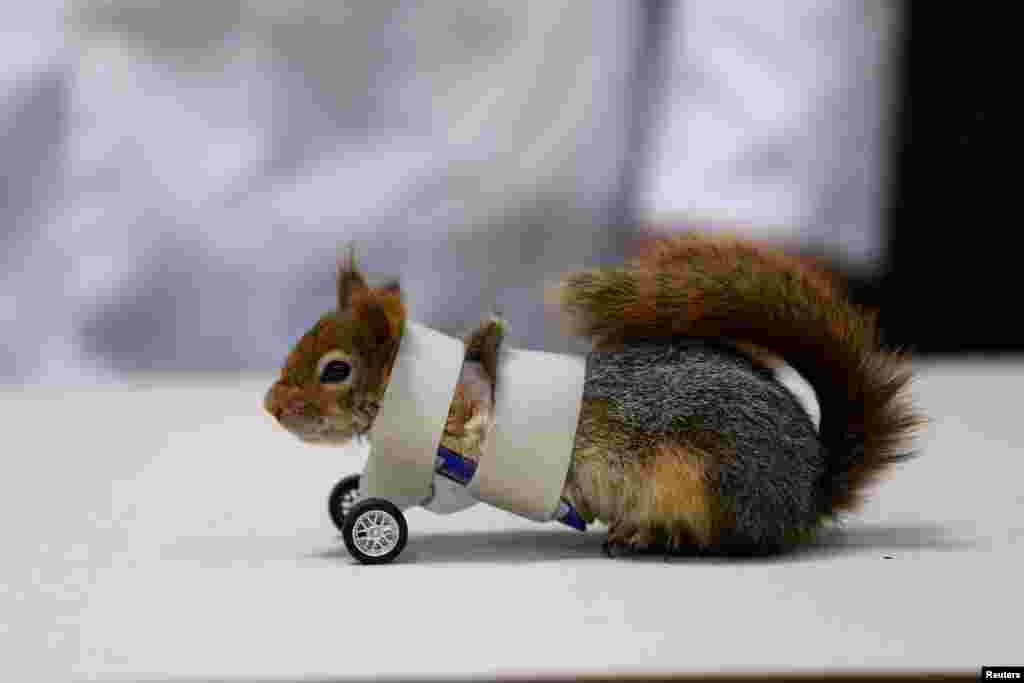 A squirrel sits on the floor after its limb amputation surgery at Aydin University in Istanbul, Turkey, April 3, 2018.