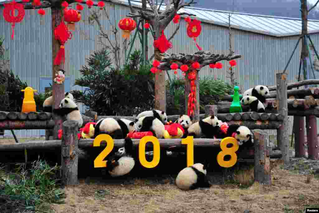 2018年2月14日,中国四川省卧龙市熊猫基地举办活动,庆祝中国农历新年。大熊猫幼仔玩耍。