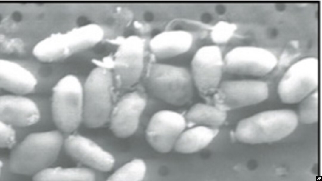 Image of GFAJ-1 grown on arsenic