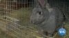 Africa’s New White Meat: Rabbit