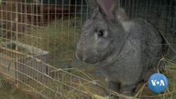 Africa’s New White Meat: Rabbit