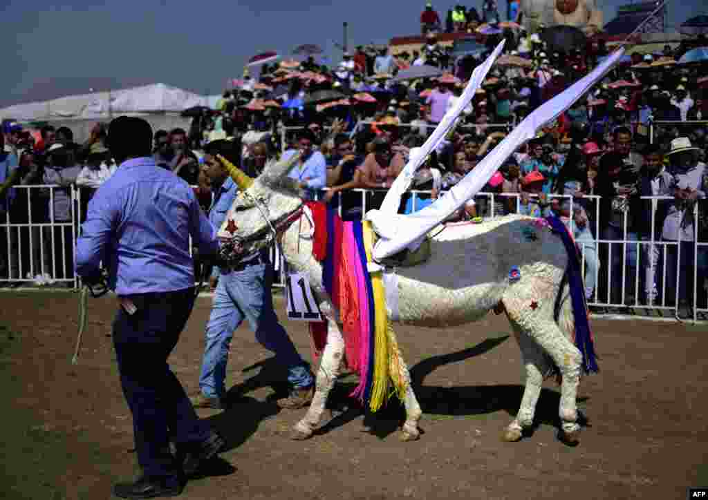 A donkey fancy-dressed as a unicorn is presented during the "National Donkey Fair" in Otumba, Mexico State, Mexico, May 01, 2018. The "National Donkey Fair" is held each year and brings together about 7,000 people to claim this cargo animal being protected from extinction.