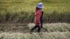 中国南北大比对：吃米者独立性不如吃面者？
