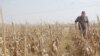Casper Willemse grew up working a 2,000-hectare maize farm about an hour south of Johannesburg. 