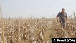 Casper Willemse grew up working a 2,000-hectare maize farm about an hour south of Johannesburg. 
