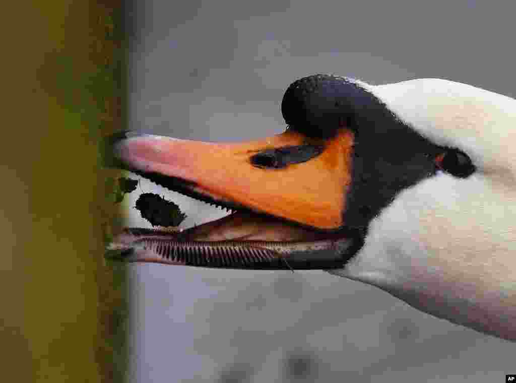 A swan pick moss from the quay wall of the river Main in Frankfurt, Germany.
