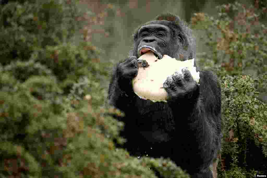 The gorilla "Fatou" eats a birthday cake at the Berlin Zoo, Germany.