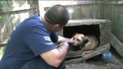 Жорстоке ставлення до тварин відтепер кримінальний злочин у США. Відео
