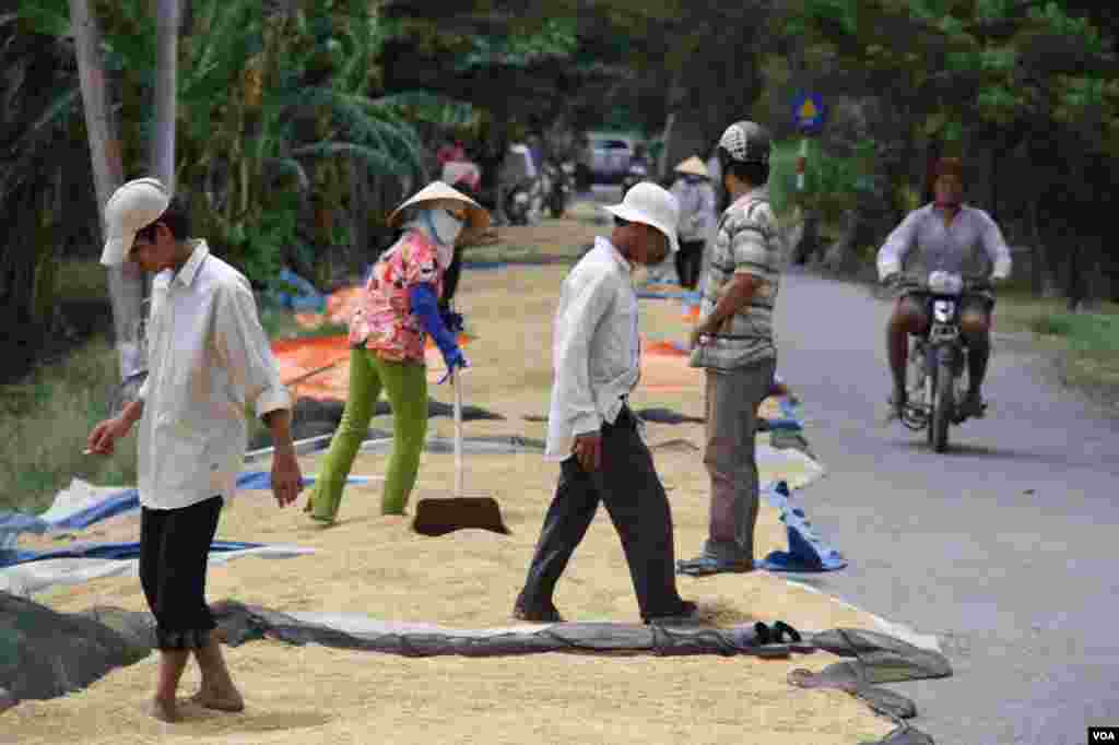 Công nhân trải lúa ra bên đường để phơi. 14/9/2012. (D. Schearf/VOA)