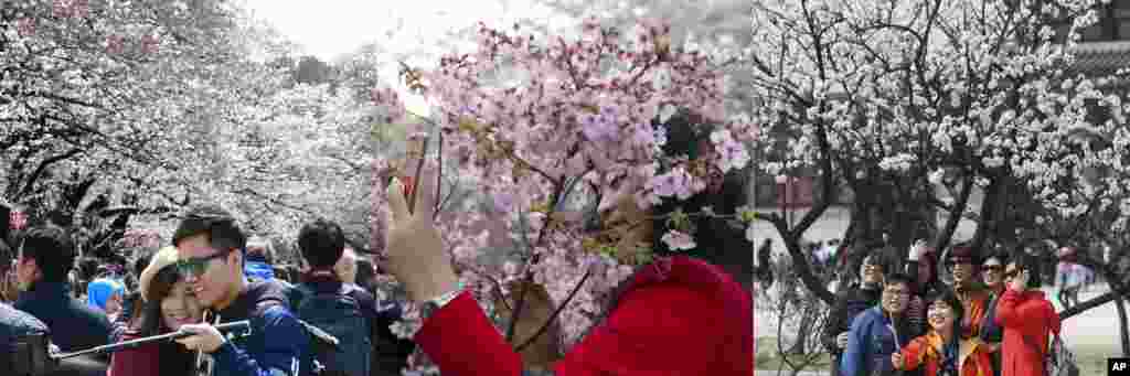 左图:东京男女在樱花树下自拍。中图:北京红衣女郎在樱花下自拍。右图:首尔人在樱花树下自拍