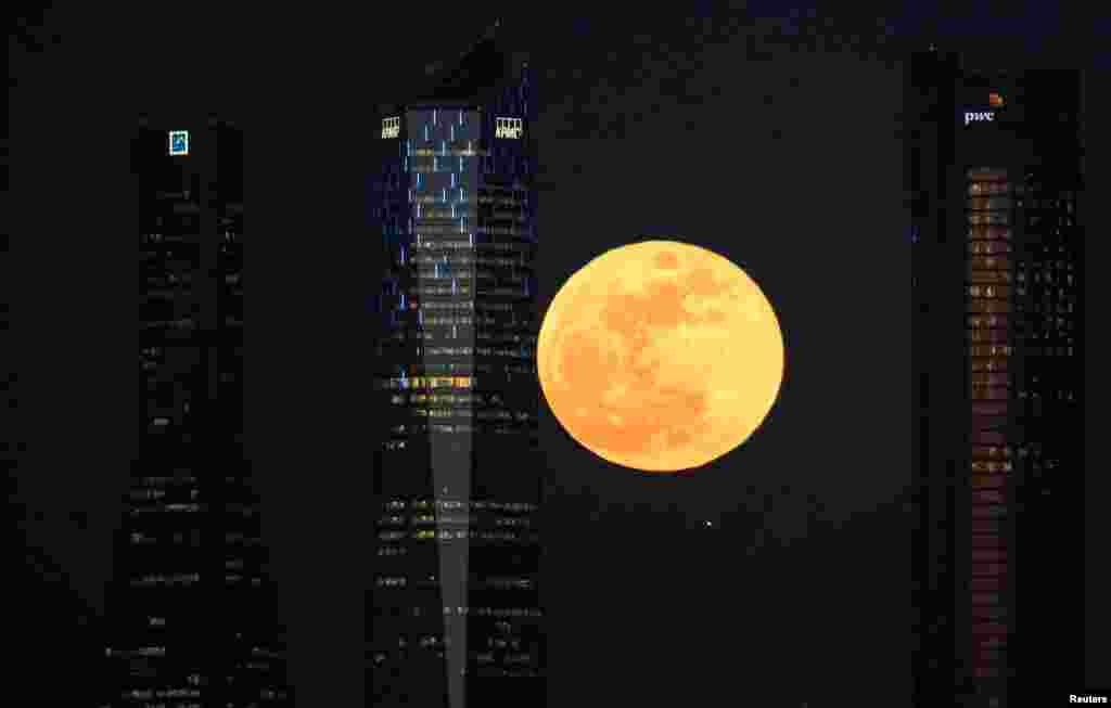 2018年1月31日，在西班牙马德里的一处摩天大楼地区的四座塔楼之间，金黄色的&ldquo;超级满月&rdquo;升起。