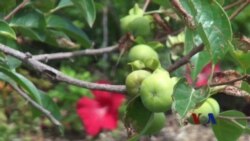 从农场到厨房：华盛顿地区可持续食物景观