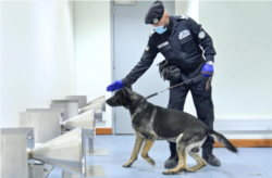 警犬在阿联酋迪拜机场接受从汗液样本中鉴别新冠病毒的训练。(照片由阿联酋通讯社提供)