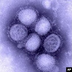 H1N1