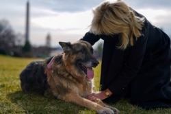 美國第一夫人吉爾·拜登撫摸從特拉華州抵達白宮的愛犬“冠軍”。 (2021年1月24日)