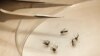 Mosquitoes are sorted at the Dallas County mosquito lab in Dallas, Aug. 16, 2012. 