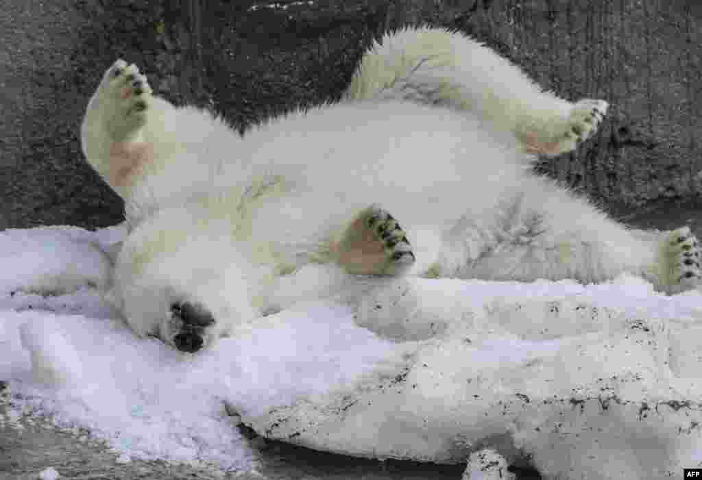 北极熊在莫斯科动物园享受一片人造雪。（2017年8月3日）