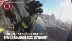 Пожежники врятували трьох маленьких цуценят з палаючого будинку в Окленді, Каліфорнія. Відео