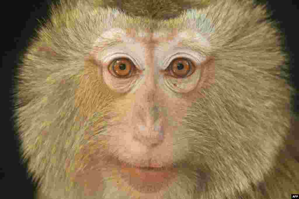 A Capuchin monkey (Cebus capucinos) is seen at Salvador's National Zoo, El Salvador, Feb. 21, 2018.