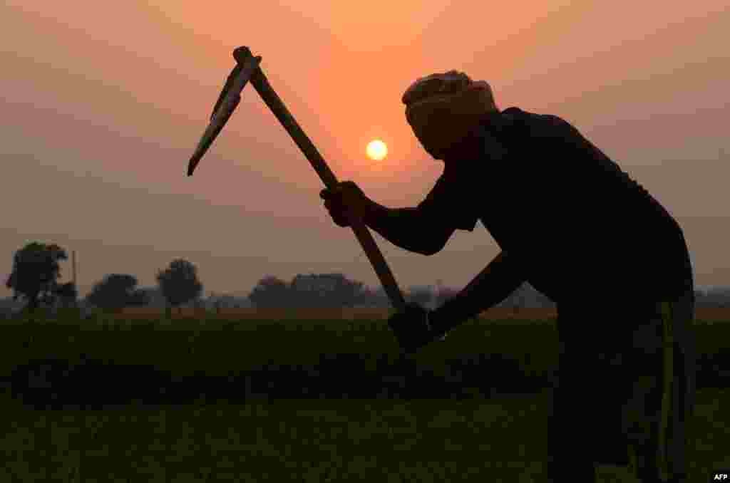 An Indian farmer works in a field on the outskirts of Amritsar.