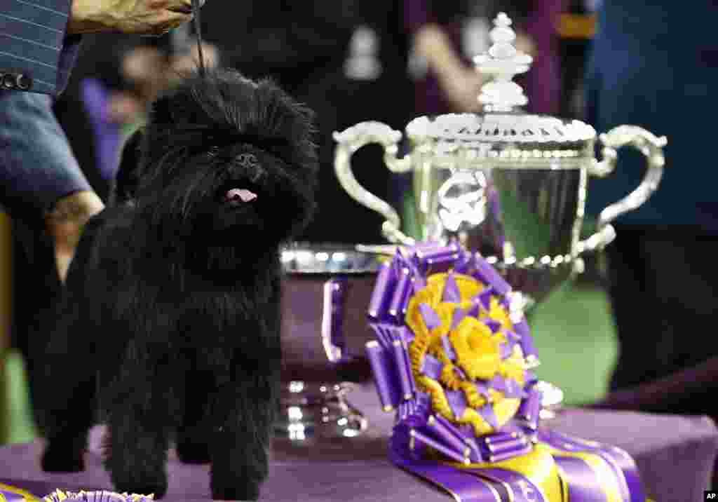 一头名叫“香蕉乔”的阿芬平嘉犬2013年2月12日在获得了在纽约麦迪逊广场花园举行的第137届威斯敏斯特养犬俱乐部狗展的最佳展示奖之后,站在它的奖杯旁边。