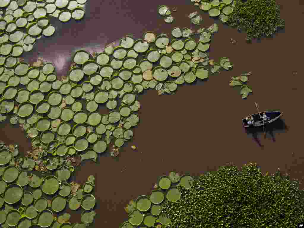 Hundreds of Victoria Cruziana plants float over the Salado river water in Piquete Cue, near Limpio, on Asuncion's outskirts, Paraguay, Jan. 7, 2018.