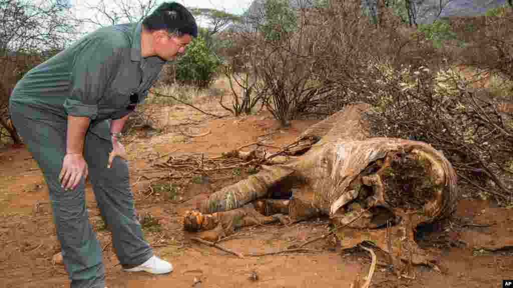 CHINA Retired Houston Rockets basketball star Yao Ming toured devastated areas of Kenya's wildlife parks to tell millions of China's television viewers to stop buying ivory. He examined the carcass of an elephant in Samburu in August, 2012. 