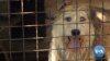 美国人爱犬如命 跨国收养蔚然成风