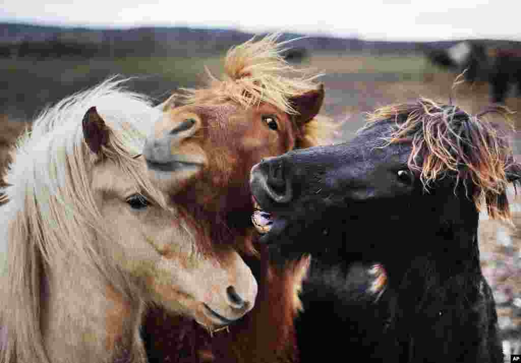 Three Icelandic horses are seen together in their paddock in Wehrheim, Germany.