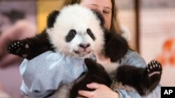 动物饲养员尼麦考克在华盛顿国家动物园抱着4个月大的熊猫”贝贝“（2015年12月14日）
