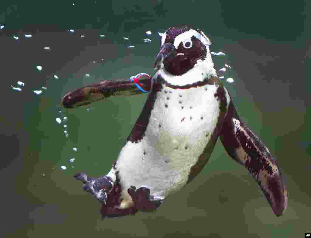 A jackass penguin dives in a pool in the Opel zoo in Kronberg near Frankfurt, Germany.