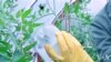 蜜蜂安装传感器帮助研究人员收集数据