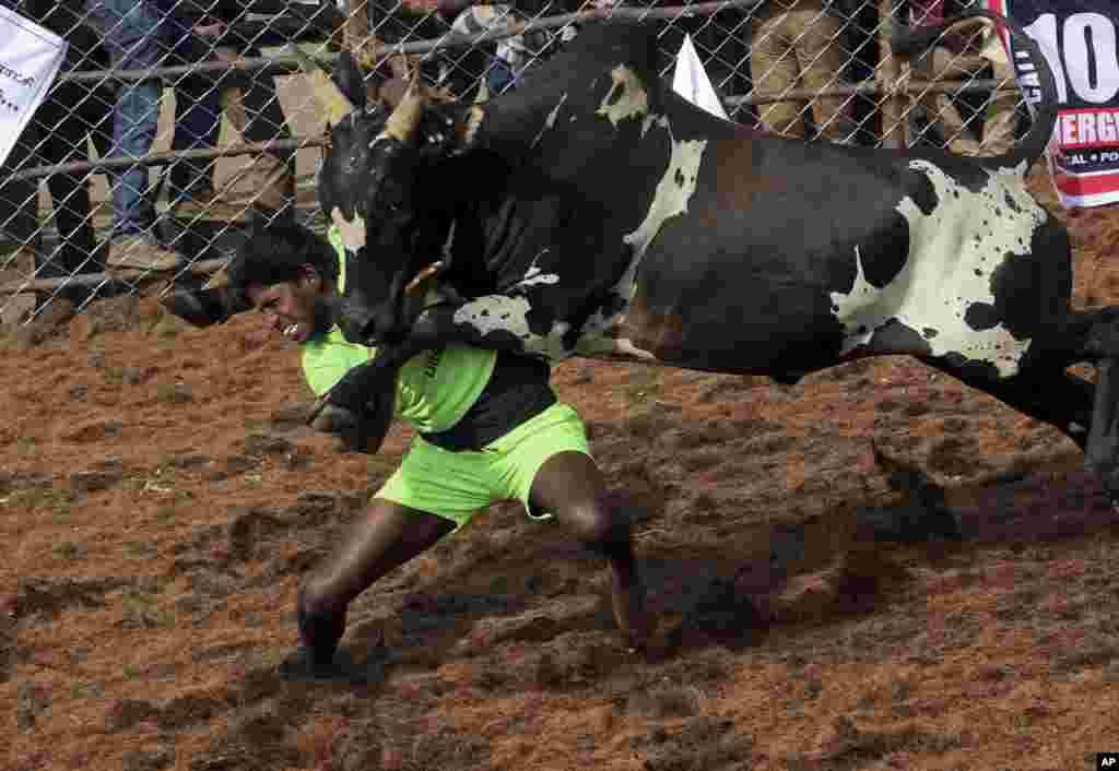 A villager tames a bull during a traditional bull-taming festival called "Jallikattu," in the village of Palamedu, near Madurai, Tamil Nadu state, India.
